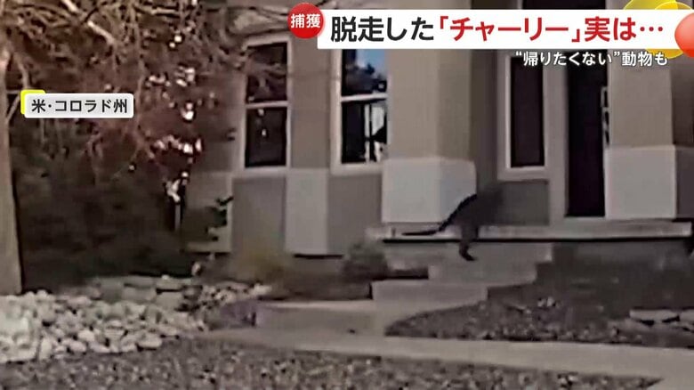 家に入ろうとするワラビー（Douglas County Sheriff's Office）