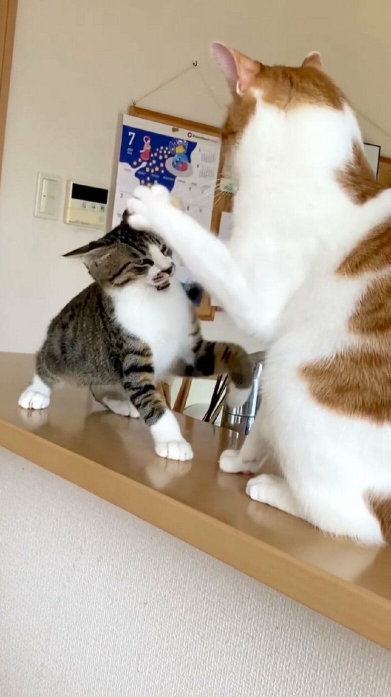 大三くんはそれでも負けずに向かってくる