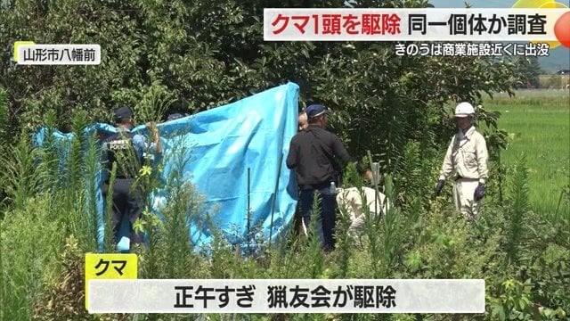 山形市北部の畑にいるところ猟友会によって駆除された