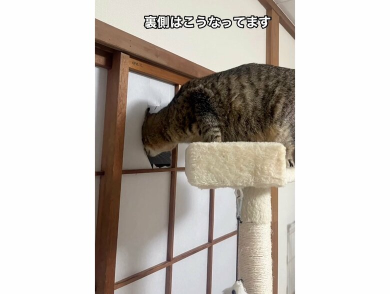 キャットタワーに登って顔を出していた（提供：ちびまるまろんさん）