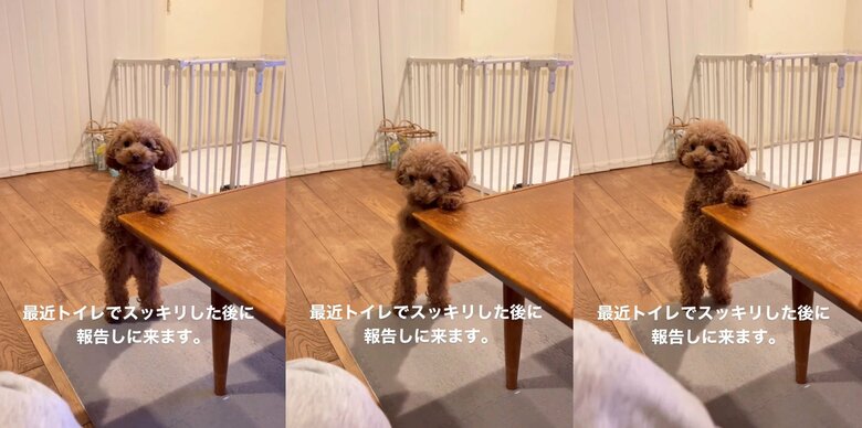 提供：トイプードル ディノセナとジュリさん