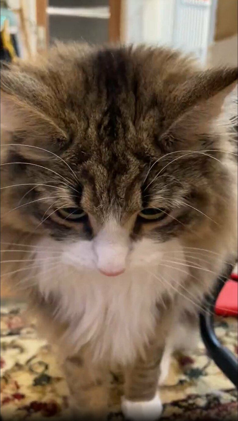 提供：しろあん でっかい北欧猫さん