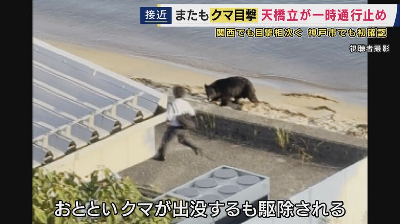 天橋立に出没したクマ（捕獲済み）