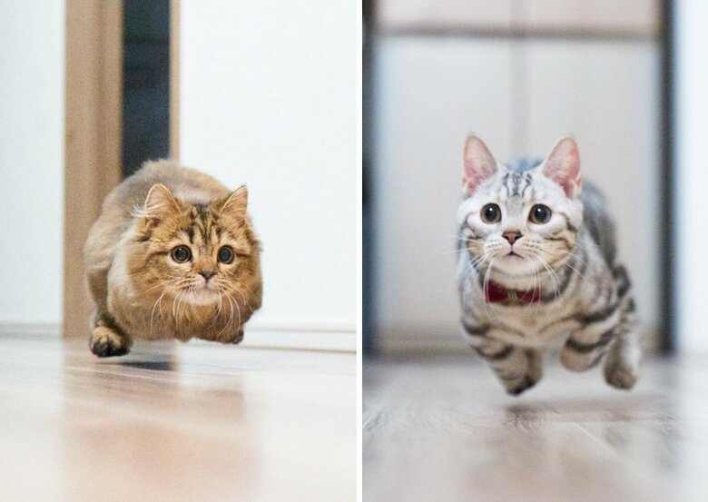 2匹とも躍動感たっぷり