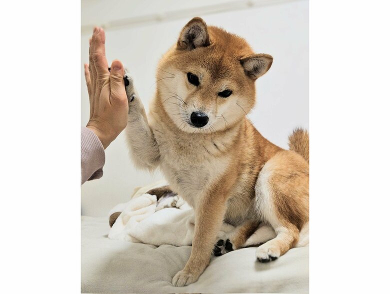 めっちゃ嫌そうにタッチ（提供：kuroazu_beansさん）