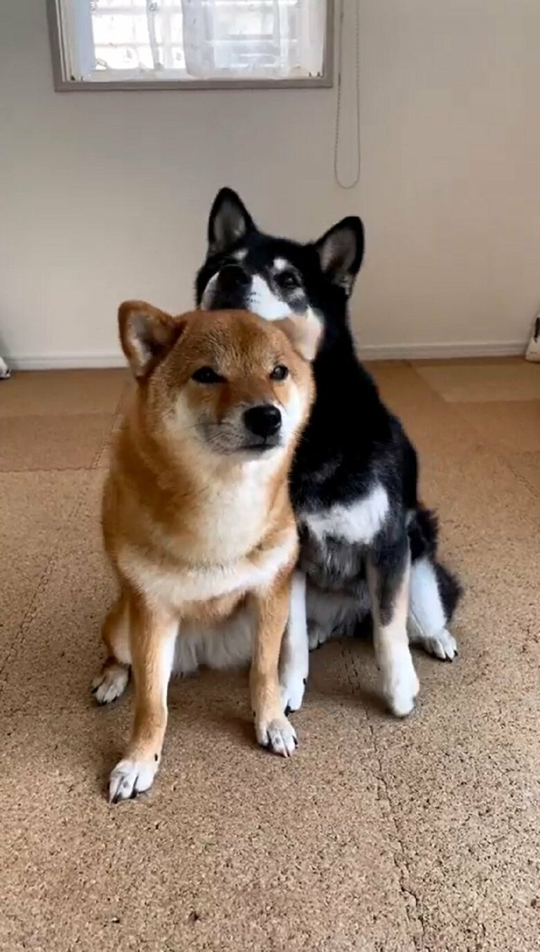 あご乗せからの…