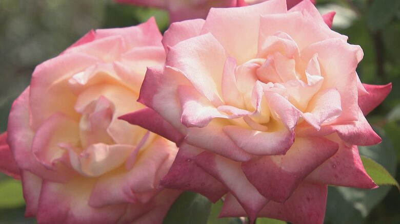 見ごろを迎えたバラ