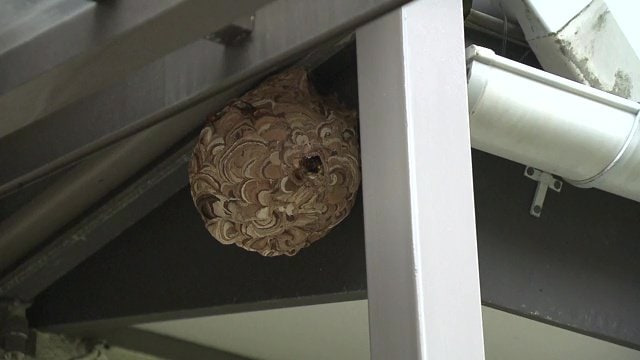 軒下にできたスズメバチの巣