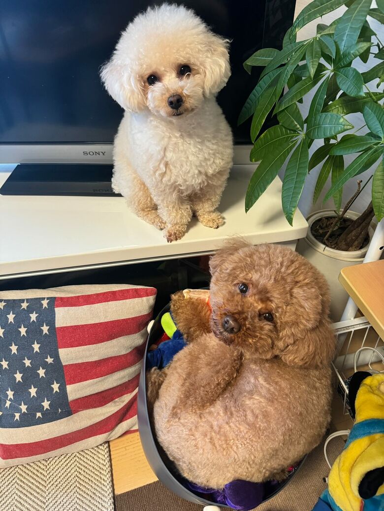 提供：Leo トイプードルさん