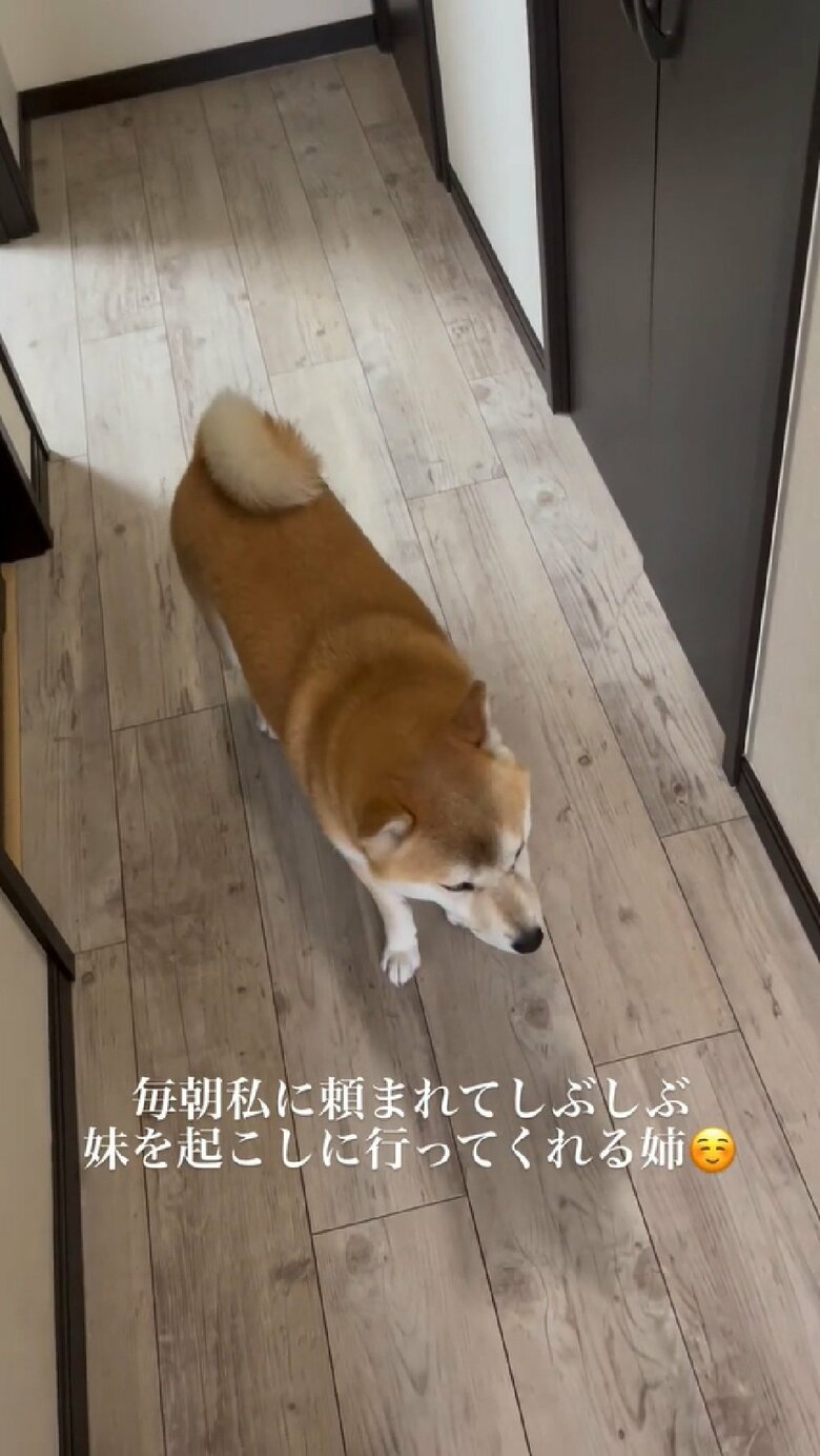 飼い主さん「小豆を起こしてきてください」