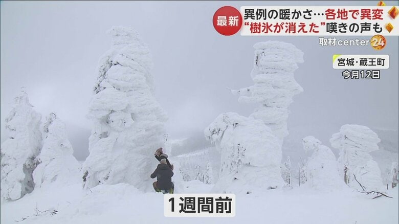 1週間前には見られた、「アイスモンスター」といわれる見事な樹氷