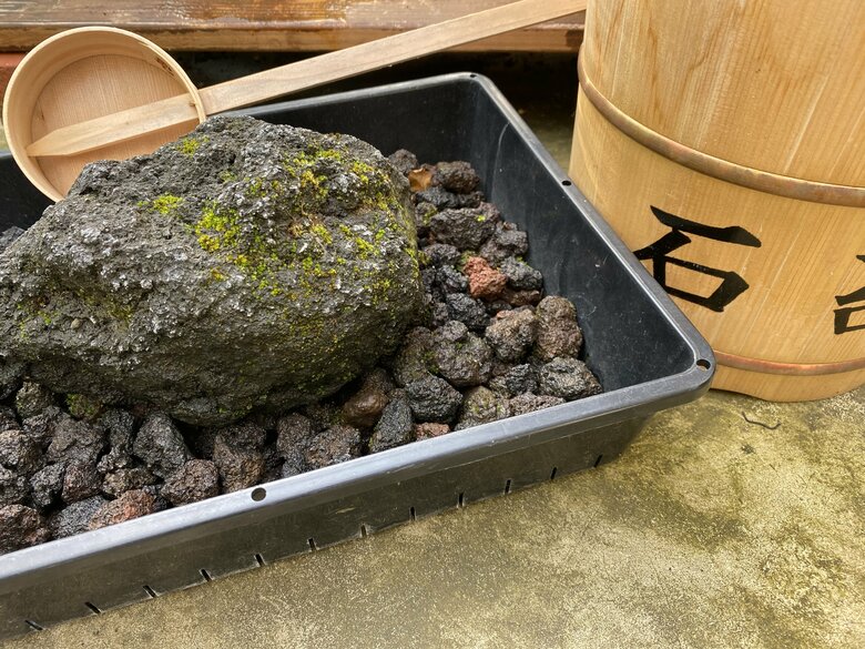 苔のむすまでチャレンジ：365日目