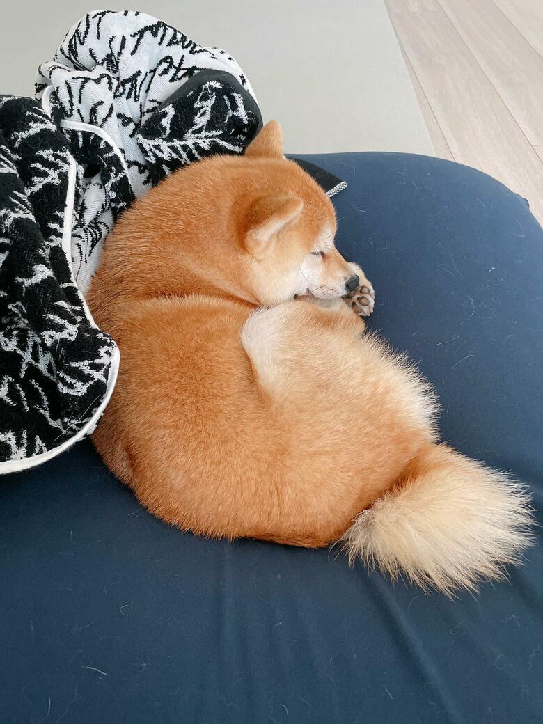 提供：豆柴ちくわ&がんもさん