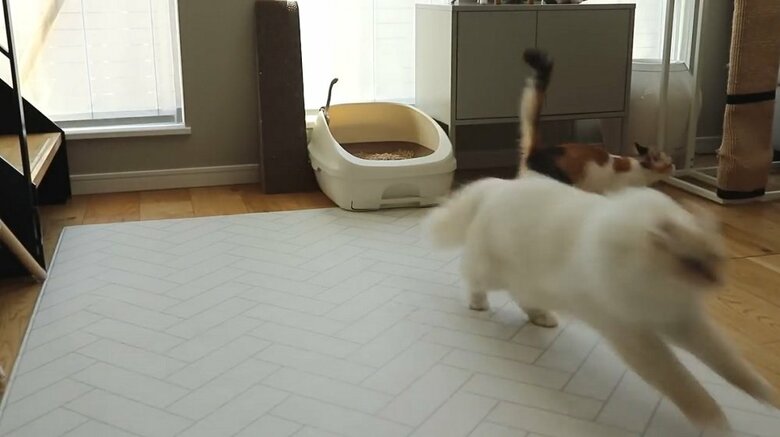 バビューンとすごい勢い
