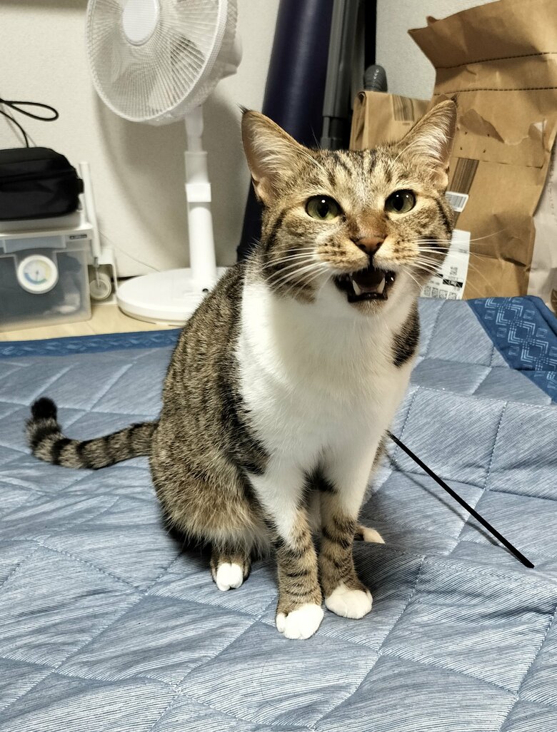 「ごはーん！」（提供：猫のテトさん）