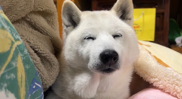 提供：しばわんこ生活さん