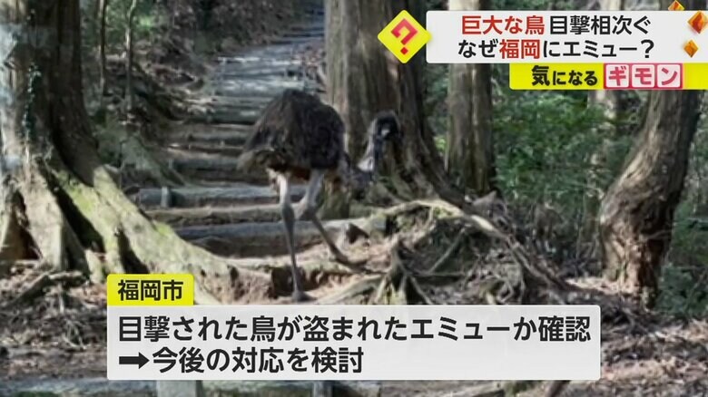 福岡市は目撃された鳥が盗難されたエミューか確認する