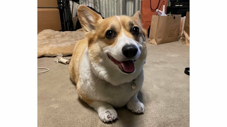 真剣な表情でジッと見てアピールしてくるという