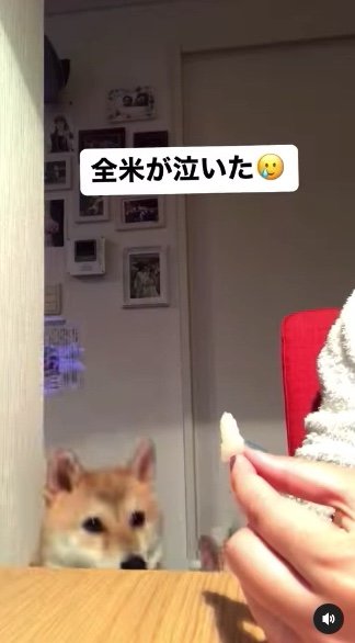 提供：柴犬ハル&雑種すずさん