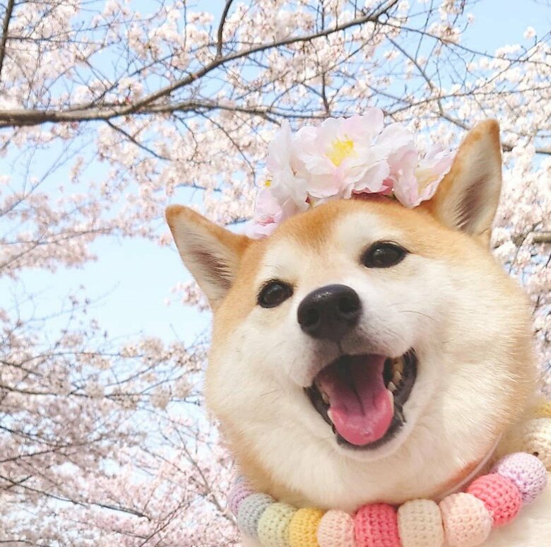 提供：柴犬チャーミーさん