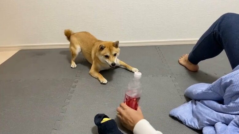 パパさんと遊ぶまめ助くん