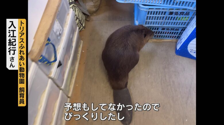 部屋の中を物色するキキ