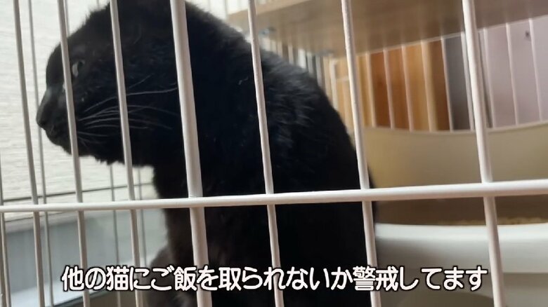 周囲を警戒しつつ、ご飯をもぐもぐ