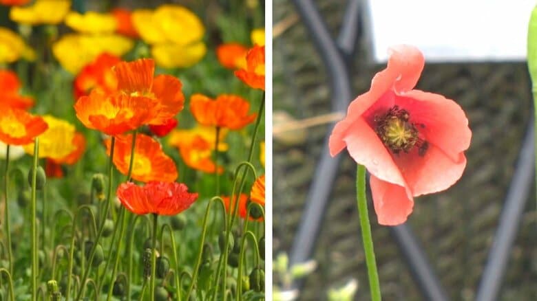 ポピー（左）／ナガミヒナゲシ（右）