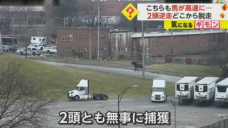 散歩中に、はぐれてしまったが無事に確保された警察の馬