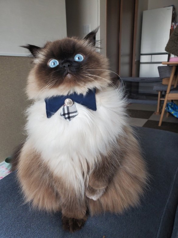 提供：ねぎまるさん