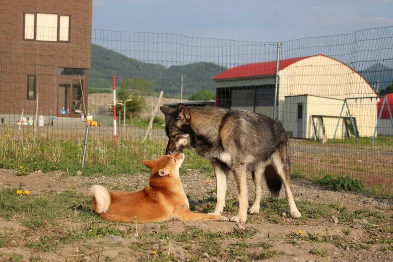 ディオネちゃんと一緒に