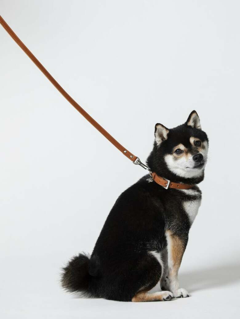 「ペットリード」。税込価格でSサイズが2万2000円、Mが2万3100円。（出典:土屋鞄製造所）