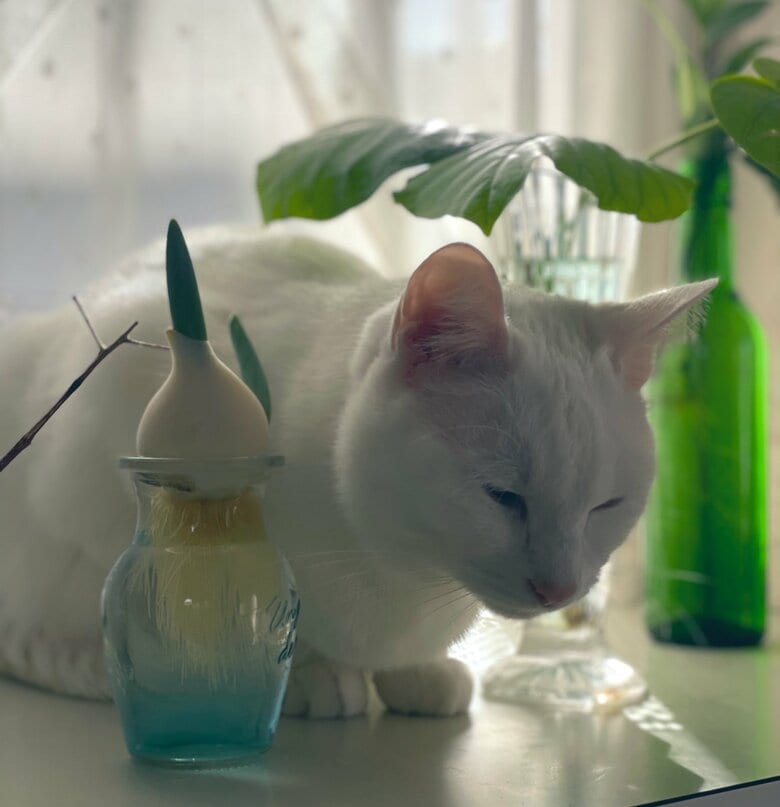 提供：絵子猫さん