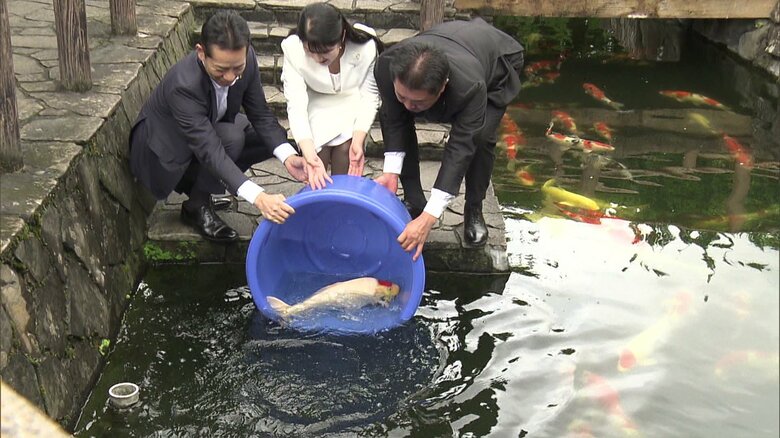 ニシキゴイの放流