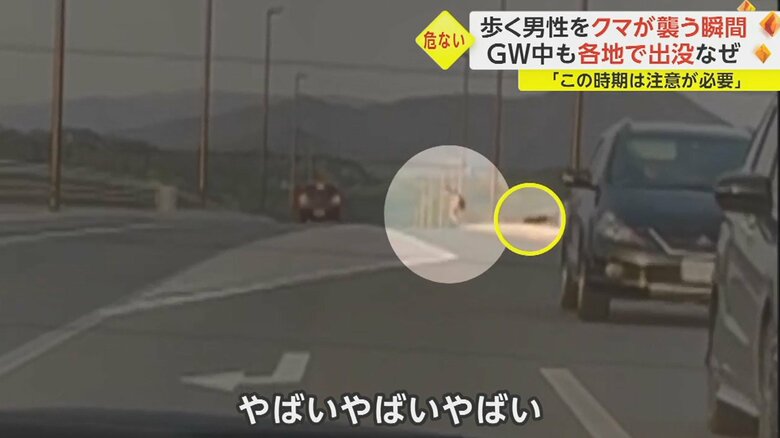 間一髪のところで、男性は、突進してきたクマを交わして、逃げ出すことに成功した。