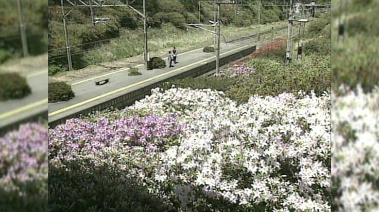 2004年の夜ノ森駅　ツツジが咲き誇る「花の駅」