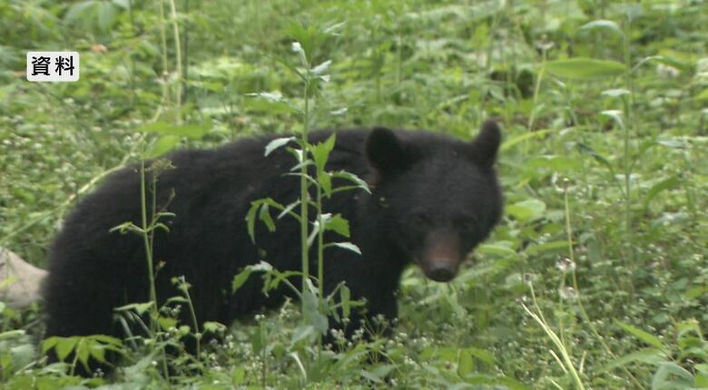 資料：クマ
