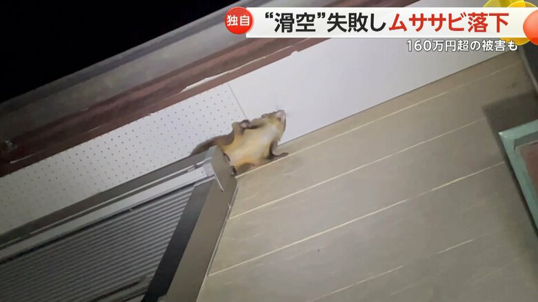 ムササビが、ジャンプしようとして軒裏に頭をぶつけ、そのまま落下する様子①