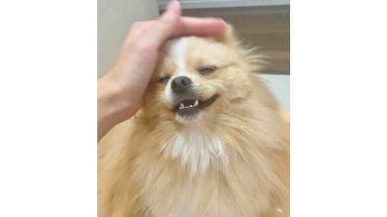 なでなでされて幸せそうな笑顔