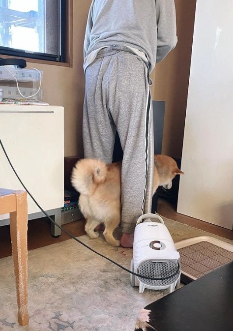 提供：柴犬こむぎさん