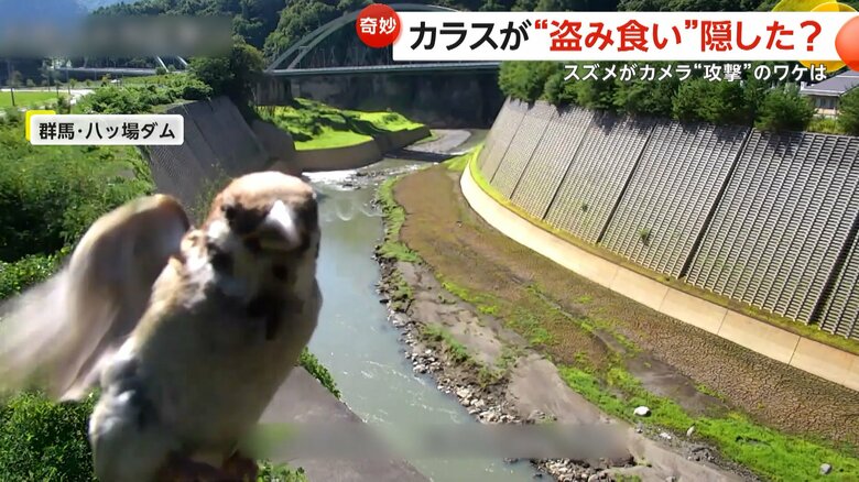 ダムを映すカメラにスズメが突撃してくる一部始終④
