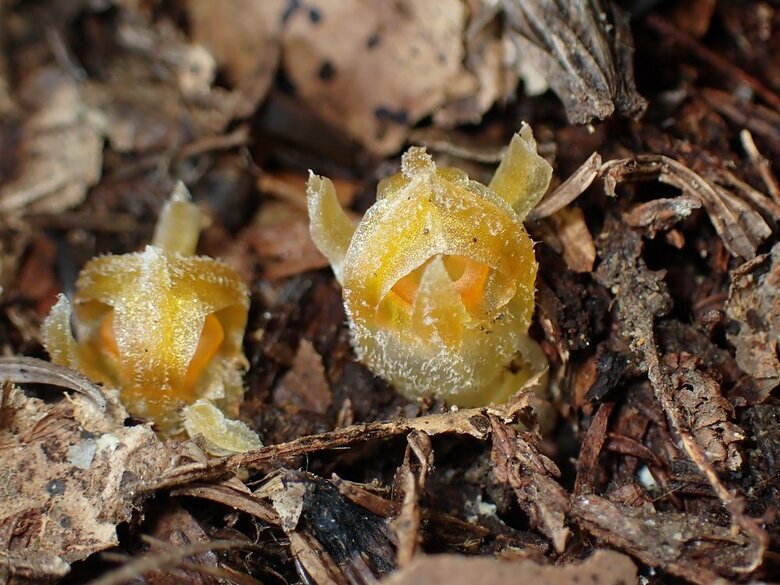 自生地で撮影したコウベタヌキノショクダイ（画像提供：神戸大　末次健司教授）
