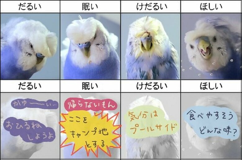 後日に追加された4つの表情