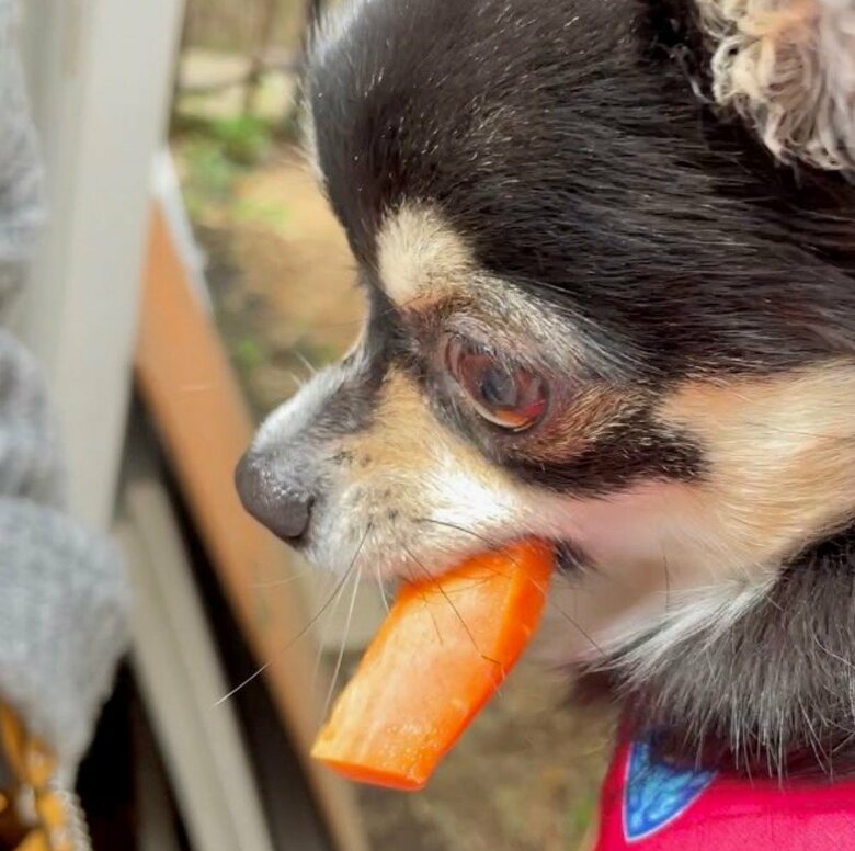 提供：チワワのごまじろーさん