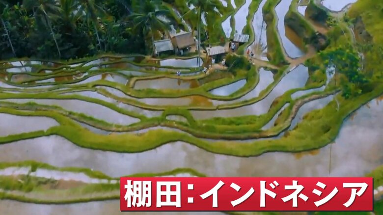 棚田：インドネシア
