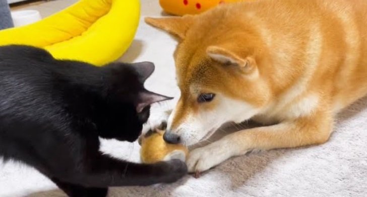 黒猫のリオくんと遊ぶリコちゃん