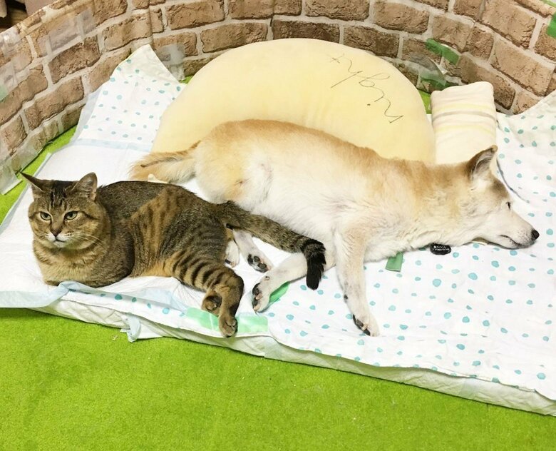 大好きなしのにくっついて添い寝する、らい