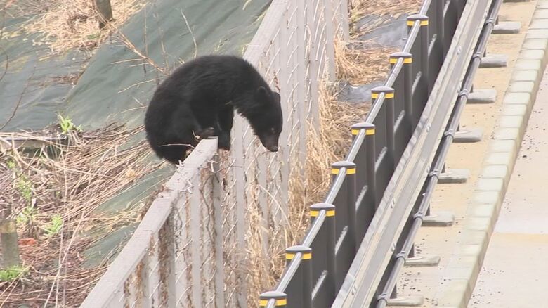 フェンスを乗り越えて集合住宅の敷地に入るクマ