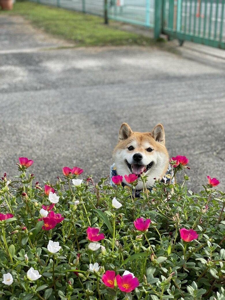 画像提供：柴犬ハナさん