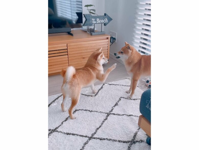 左：がんもくん　右：ちくわくん（提供：豆柴ちくわ&がんもさん）